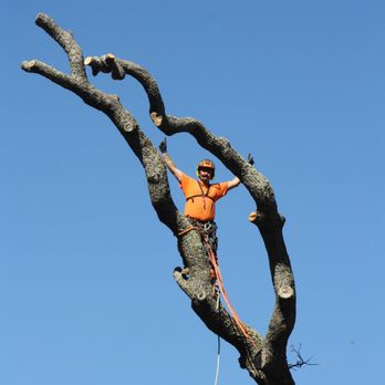 A Better Tree Service - Tree Services Near Me - Sacramento, California