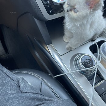 Sarah Pet grooming  - Kitten - Pet Groomers Near Me - Riverside, California