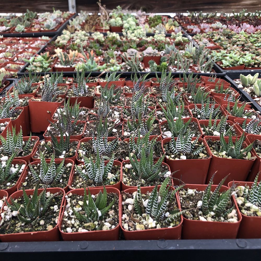 Rojas Succulents and Cacti - Nurseries & Gardening Near Me - Fallbrook, California
