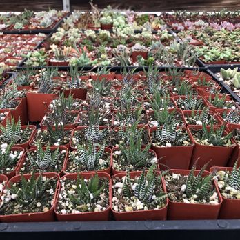 Rojas Succulents and Cacti - Nurseries & Gardening Near Me - Fallbrook, California