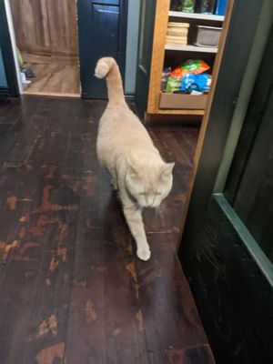 Kerouac's Restaurant by null