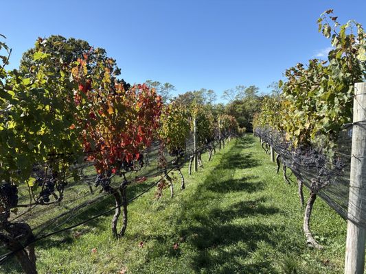 Truro Vineyards by null