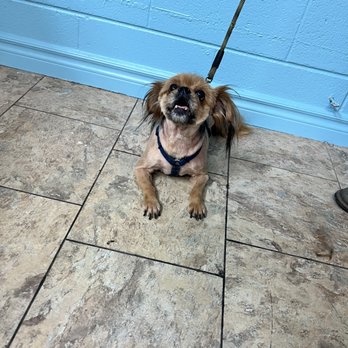 La Mia Bella West - Wookie - Pet Groomers Near Me - Ventura, California La Mia Bella West - Wookie - Pet Groomers Near Me - Ventura, California