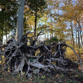 Cave Point County Park - A fallen tree makes a beautiful picture with its roots and the fall colors! - Parks Near Me - Sturgeon Bay, Wisconsin Cave Point County Park - A fallen tree makes a beautiful picture with its roots and the fall colors! - Parks Near Me - Sturgeon Bay, Wisconsin