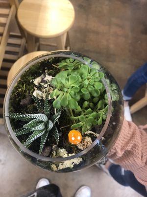 Ephemera - Plants, Terrariums and Comics by null