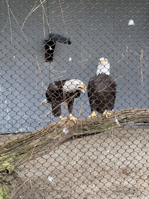 The Avian Conservation Center & Center for Birds of Prey by null