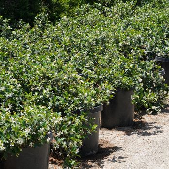 Arny's Garden - Star Jasmine - Nurseries & Gardening Near Me - Cerritos, California Arny's Garden - Star Jasmine - Nurseries & Gardening Near Me - Cerritos, California