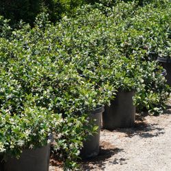 Arny's Garden - Star Jasmine