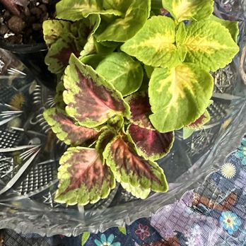 Home Grown Plants - Nurseries & Gardening Near Me - Farmersville, Texas