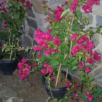 The Home Depot - Bougainvillea! :) - Hardware Stores Near Me - Panorama City, California