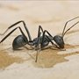 Photo of Pointe Pest Control