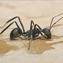 Pointe Pest Control