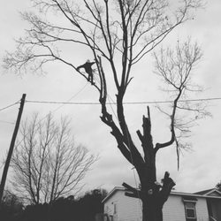 Maple removal