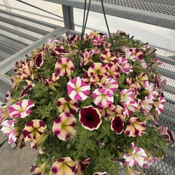 Magnolia Hardware & Supply - Beautiful flowers to pick from 3.14.25