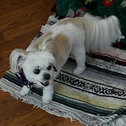 Best Vet Animal Hospital - After!