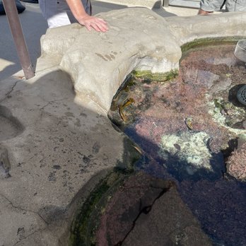 Birch Aquarium - Aquariums Near Me - La Jolla, California