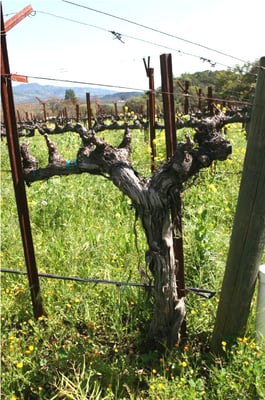 Staglin Family Vineyard by null