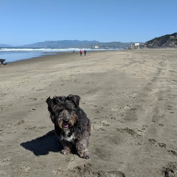 Rocket Dog Rescue - SHe never met a beach she didn't like! - Animal Shelters Near Me - Oakland, California Rocket Dog Rescue - SHe never met a beach she didn't like! - Animal Shelters Near Me - Oakland, California