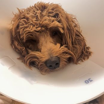 PetSmart - My baby is so sad - Pet Groomers Near Me - Las Vegas, Nevada PetSmart - My baby is so sad - Pet Groomers Near Me - Las Vegas, Nevada