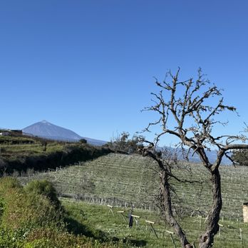 Bodega Monje - View of Mt. Teide from the vineyard - Spanish Near Me - El Sauzal, TF