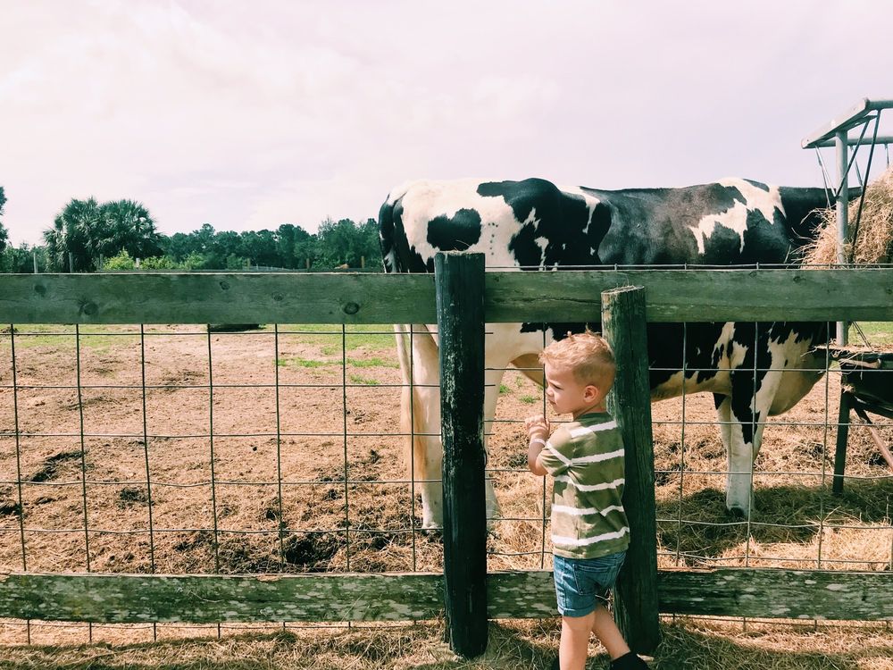 PETTING ZOO OCALA Updated July 2024 83 Photos & 34 Reviews 11150