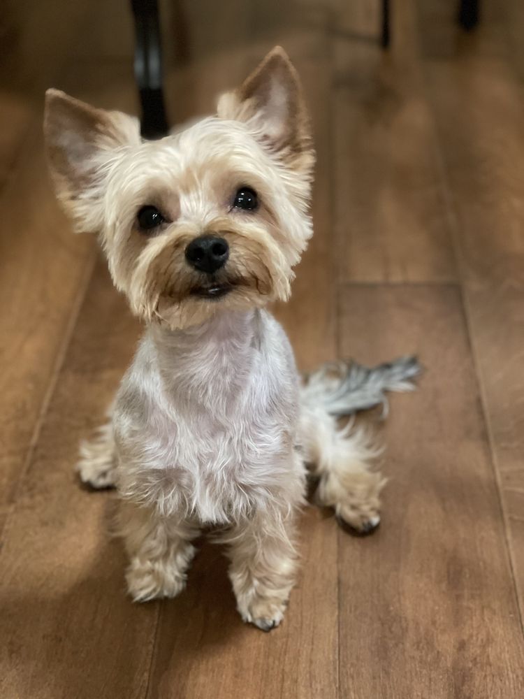 LADIES PET GROOMING Updated July 2024 146 Photos & 76 Reviews