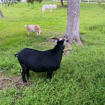 Ash Mill Farm - Resident sheep - Bed & Breakfast Near Me - Holicong, Pennsylvania Ash Mill Farm - Resident sheep - Bed & Breakfast Near Me - Holicong, Pennsylvania