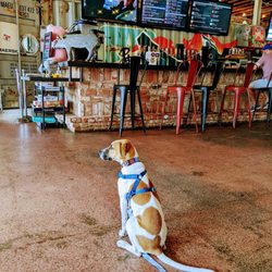 Pig Pounder Brewery - Dog friendly inside too