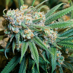 Nature's Medicine