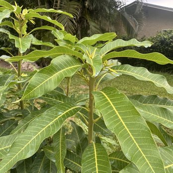 West Davie Farms - Demonstration of how to tip the trees so it can grow more panicles - Farms Near Me - Davie, Florida West Davie Farms - Demonstration of how to tip the trees so it can grow more panicles - Farms Near Me - Davie, Florida