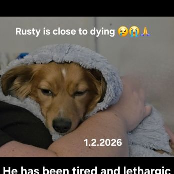 Burnet Veterinary Clinic - Prayer request for Rusty before we knew how bad it was. 5 days his blood count less than 1%. That is a miracle. - Veterinarians Near Me - Burnet, Texas