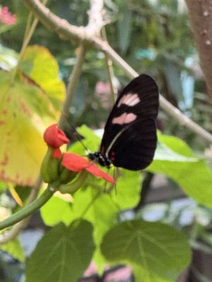 Florida Museum of Natural History by null
