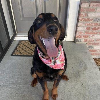Emy Lou's Dog Grooming - Leo's Groom! - Pet Groomers Near Me Emy Lou's Dog Grooming - Leo's Groom! - Pet Groomers Near Me
