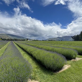 Wanaka Lavender Farm - Farms Near Me - Wanaka, OTA