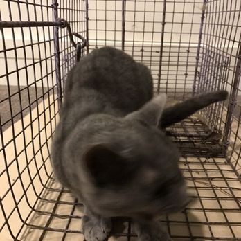 Active Animal Trapping - Cat removal in a home in Beverly Hills . It was living in the walls - Pest Control Near Me - Corona, California