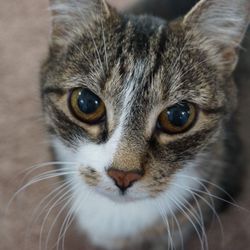 Companion Animal Hospital