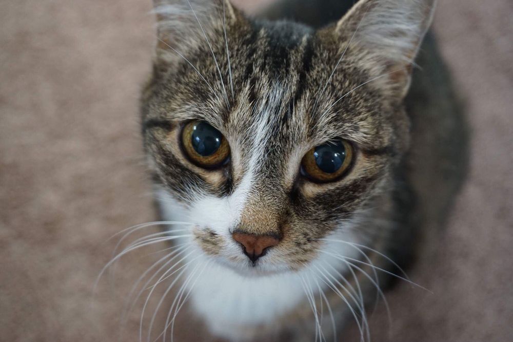 Companion Animal Hospital - pet boarding facility in Rochester, NY