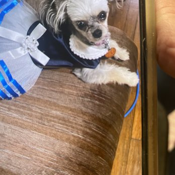 JT’S Pet Spa - She loves dressing up after her groom - Pet Groomers Near Me - New Braunfels, Texas JT’S Pet Spa - She loves dressing up after her groom - Pet Groomers Near Me - New Braunfels, Texas