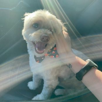 Pup Culture Grooming - Pet Groomers Near Me - Lincoln, California Pup Culture Grooming - Pet Groomers Near Me - Lincoln, California