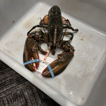 Jumbo Lobster Restaurant - Lobster brought to you before cooking - Seafood Near Me - Richmond Hill, Ontario