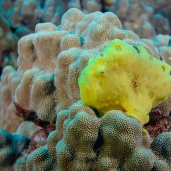 Waikiki Dive Center - Frogfish - Scuba Diving Near Me - Honolulu, Hawaii Waikiki Dive Center - Frogfish - Scuba Diving Near Me - Honolulu, Hawaii