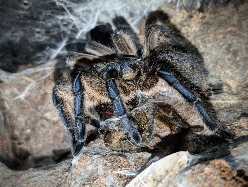 Gecko World Austin - reptile breeding in Kyle, TX