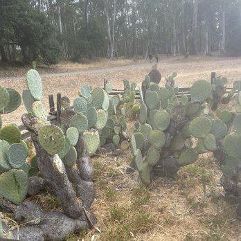 Jack London State Historic Park - Cactus garden - Parks Near Me - Glen Ellen, California Jack London State Historic Park - Cactus garden - Parks Near Me - Glen Ellen, California