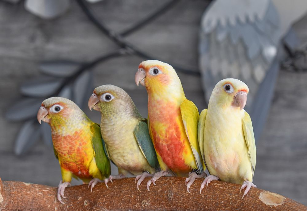 Exotic Wings & Pet Things Image