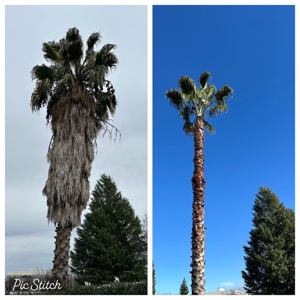 Capitol Lawn Care - tree service in Arden-Arcade, CA