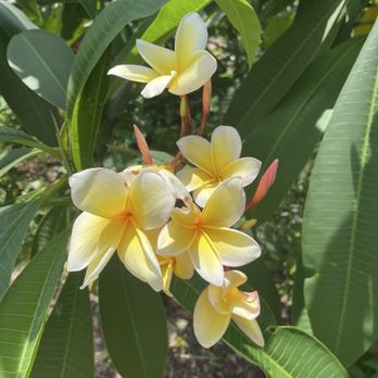 Mead Botanical Garden - Botanical Gardens Near Me - Winter Park, Florida