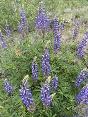 UC Davis Tahoe City Field Station by null