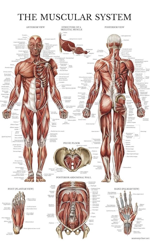 Breeze Massage Spa Logo