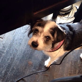 Indo Salon - Adorable and very good at begging with her eyes - Hair Salons Near Me - Santa Clarita, California Indo Salon - Adorable and very good at begging with her eyes - Hair Salons Near Me - Santa Clarita, California