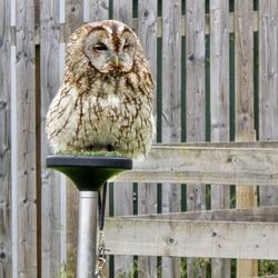 Elite Falconry